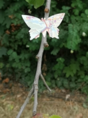 Schmetterling im Westpark Aachen
