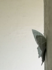 Schmetterling an der Uniklinik RWTH Aachen