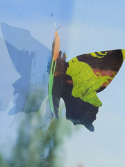 Schmetterling am Eurogress Aachen